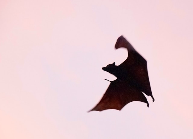 Fuggi dal vampiro nella slot Immortal Blood