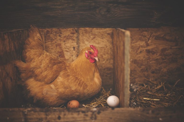 Su Sisal.it la slot Vinci la Gallina versione Deluxe