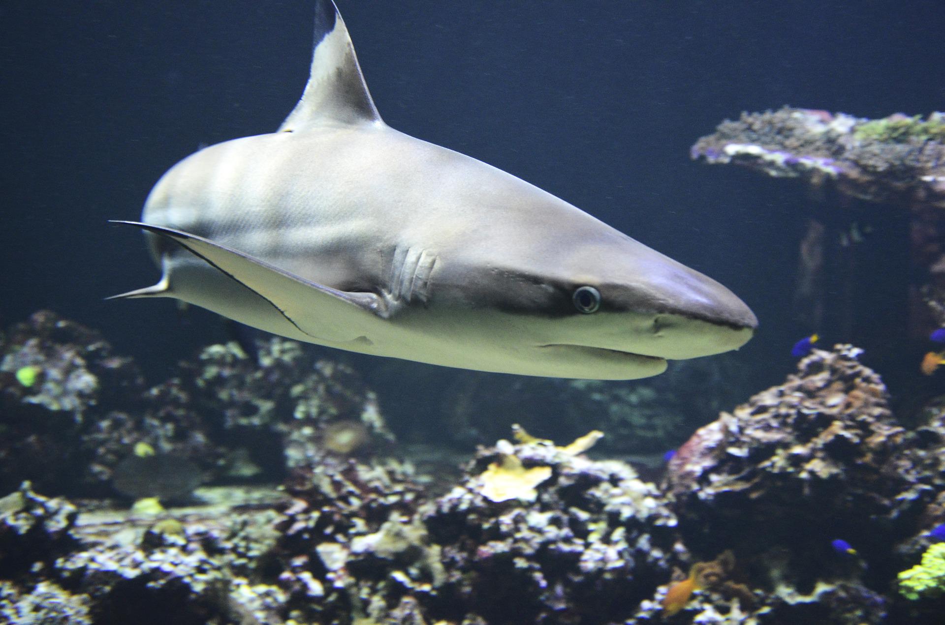 Slot Shark Blitz, attenti all’attacco dello squalo!