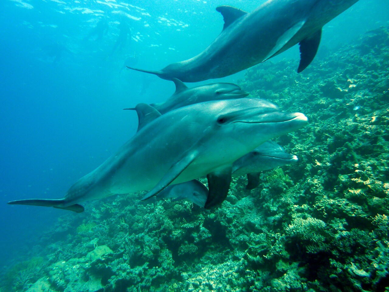 Scopri i fondali marini con la slot Dolphin’s Pearl Deluxe 10