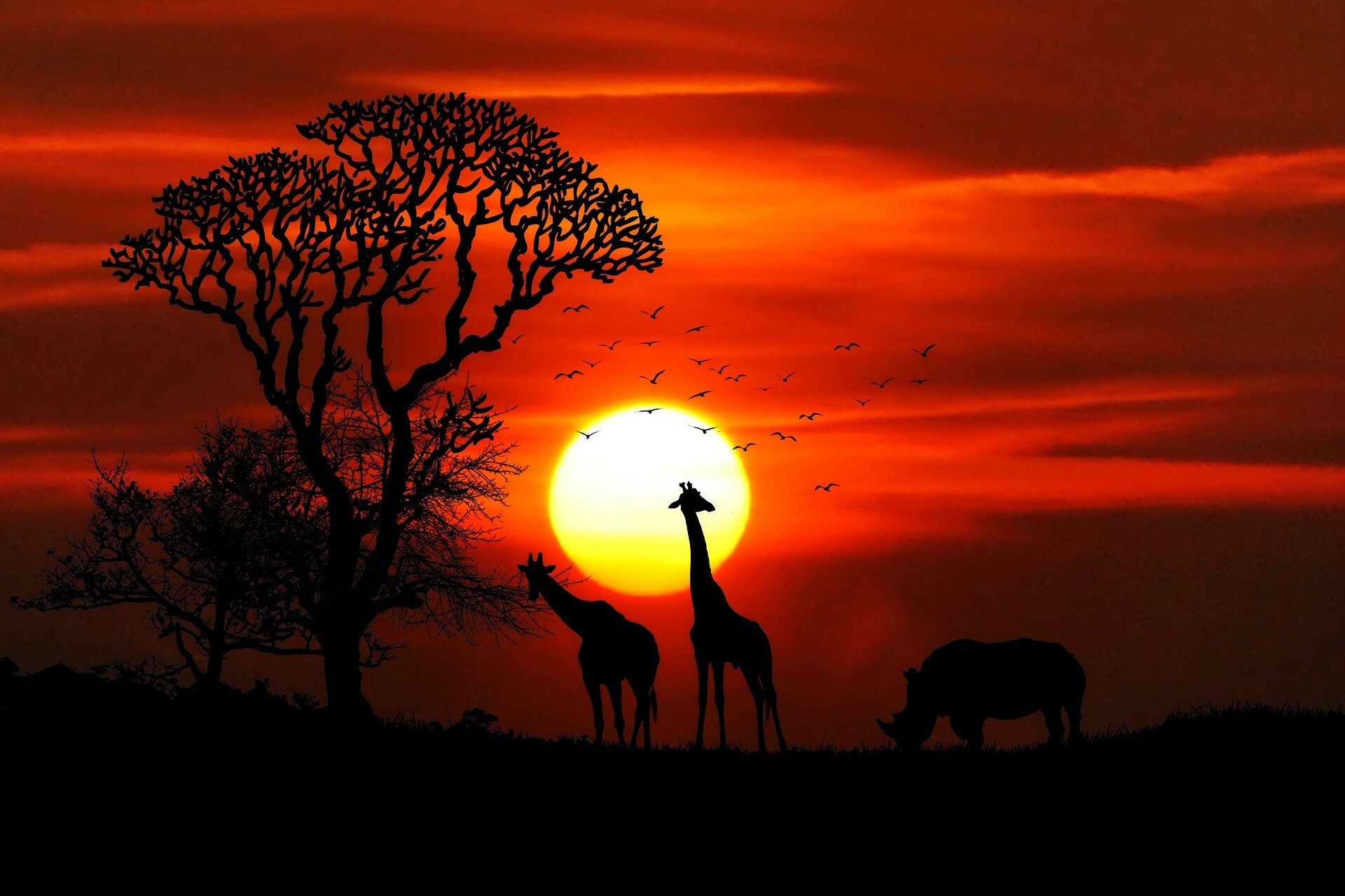 Wild Herd, gioca con gli animali della Savana su Sisal.it
